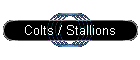 Colts / Stallions
